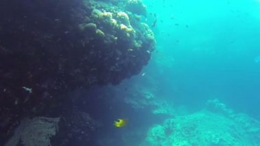 mercan kayalığı snorkling n Filipinler