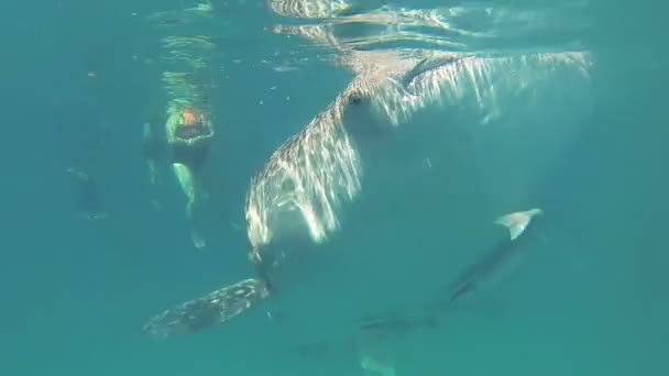 Tiburón ballena en el océano — Vídeo de stock