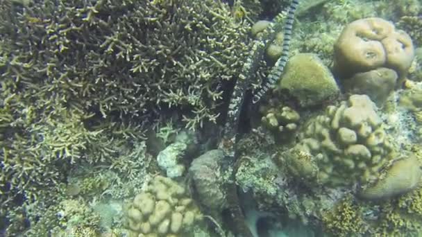 Serpiente marina en el arrecife de coral — Vídeos de Stock