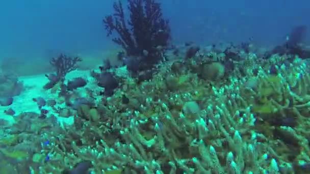 Arrecife de coral y peces tropicales en Filipinas — Vídeo de stock