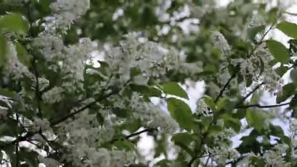 Rama de cereza pájaro — Vídeo de stock