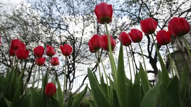 Tulipán rojo — Vídeos de Stock