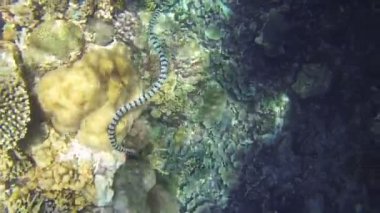 Deniz yılanı mercan resif üzerinde