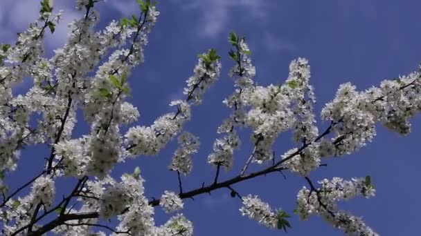 Rama cerezo floración — Vídeo de stock