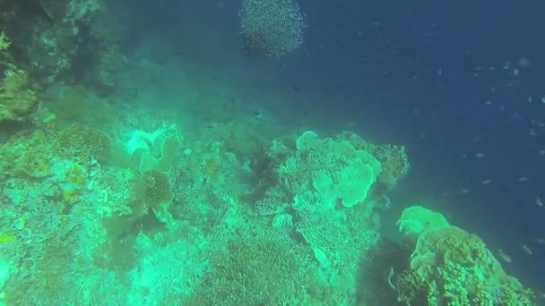 Récif corallien et poissons tropicaux aux Philippines — Video