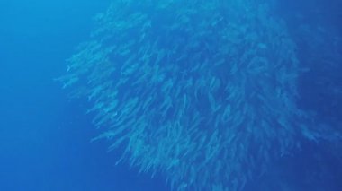 Shoal Jack balık