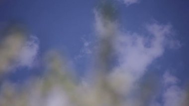 Şube kiraz ağacı çiçekli