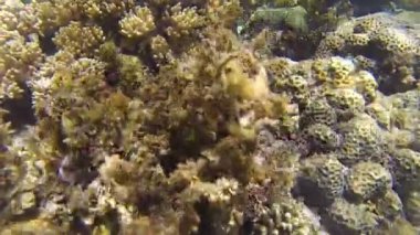 Subay pipefish mercanlar arasında yüzer