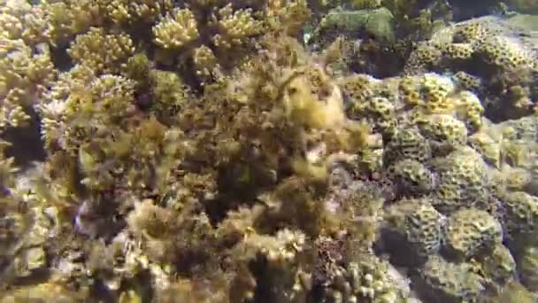 Месенджер риби плаває серед коралів — стокове відео