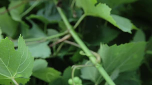 Grapes on a branch — Stock Video