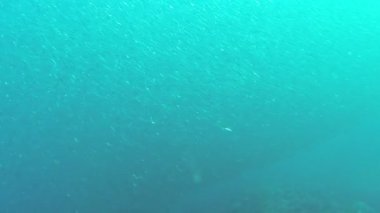 Balık sardalya balık