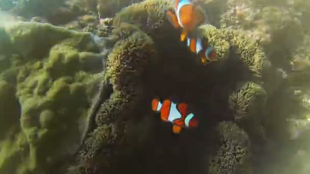 Clownfische und Seeanemonen auf den Philippinen — Stockvideo