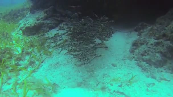 Recifes de Coral e Peixes Tropicais nas Filipinas — Vídeo de Stock