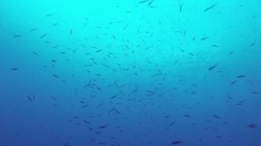 Mercan ve tropikal balık Filipinler