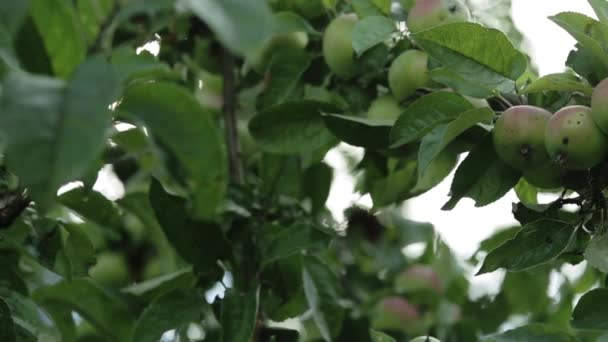 Apples on apple tree branches — Stock Video