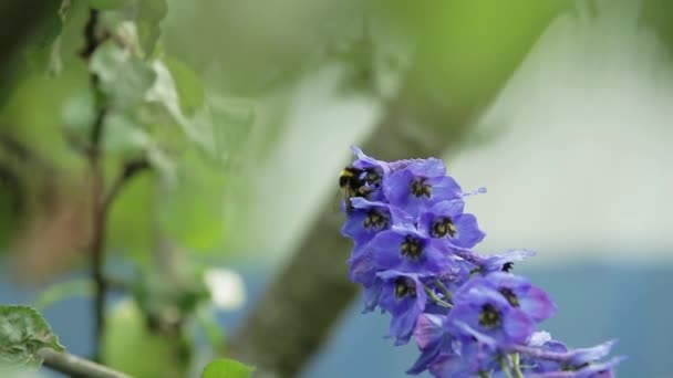 Bumblebee coleta néctar — Vídeo de Stock