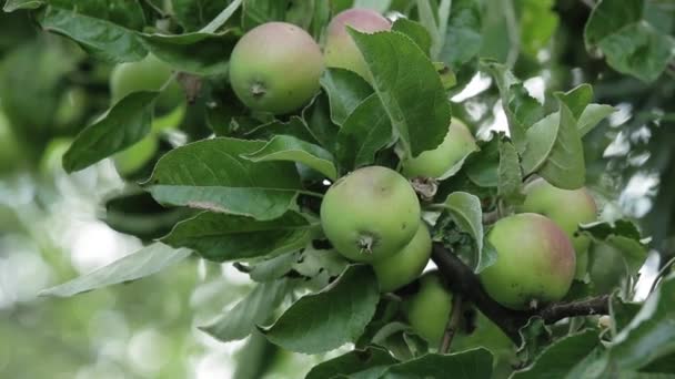 Яблоки на ветвях яблони — стоковое видео