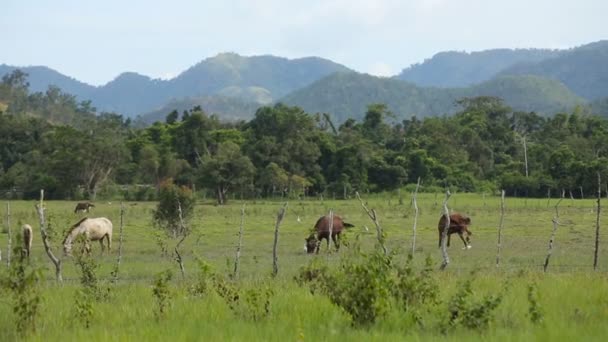 Horses grazing in green meadow. — Stock Video