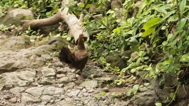 Madre de pollo con sus polluelos bebé — Vídeo de stock