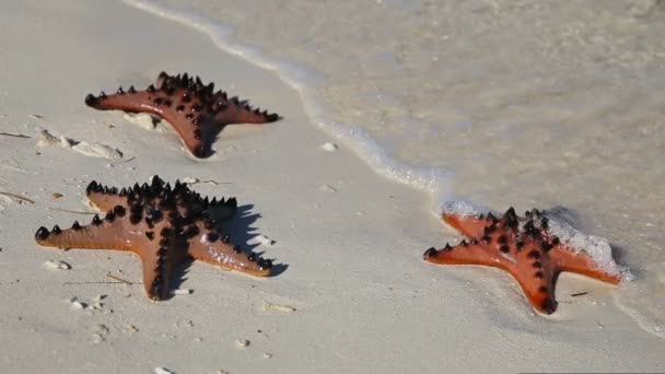 Starfish in het strand zand — Stockvideo