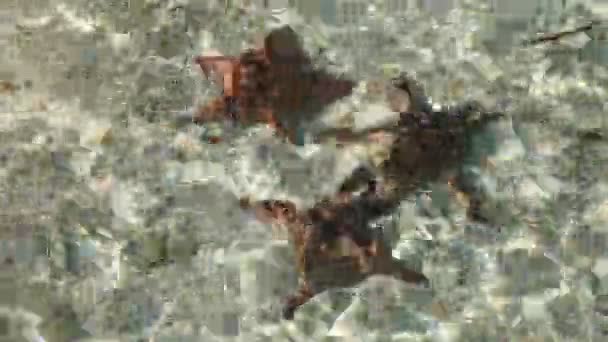 Zeester onder water op zand. — Stockvideo