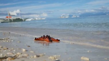 Deniz yıldızı plaj kum