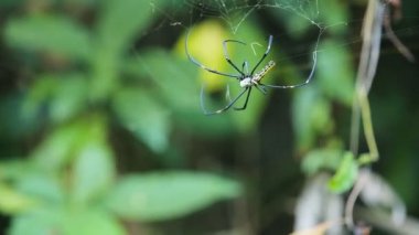 büyük örümcek web üzerinde