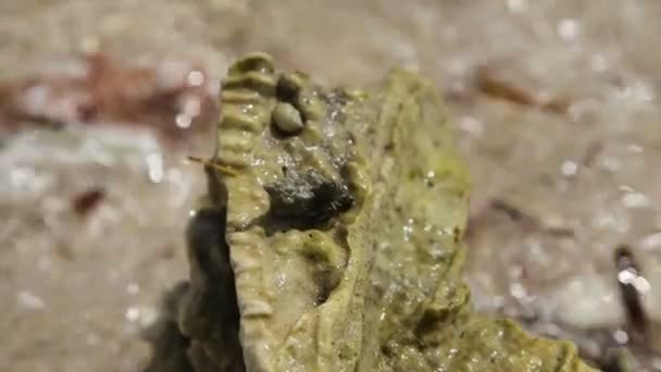Small hermit crab in the stone. — Stock Video