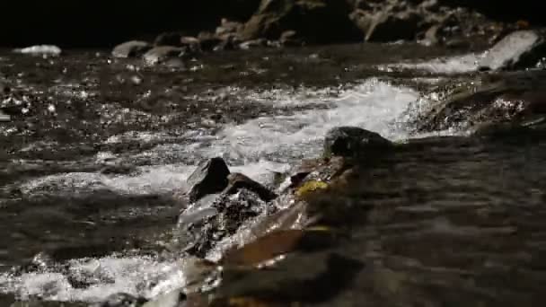 River ström i den tropiska skogen. — Stockvideo