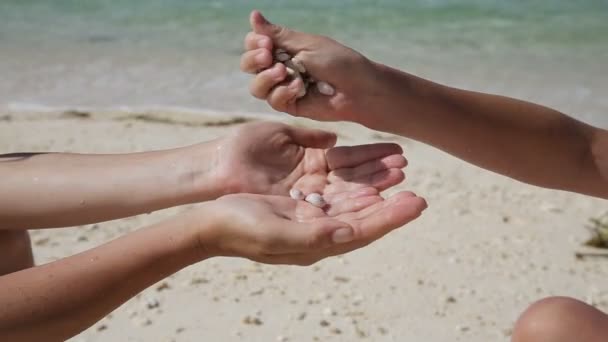 Mano sosteniendo conchas marinas en la playa — Vídeos de Stock