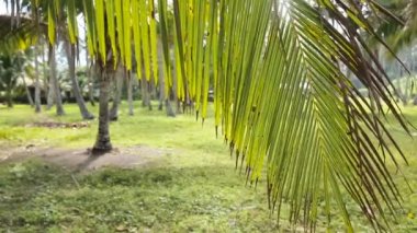 Young girl and coconut branch with leaves