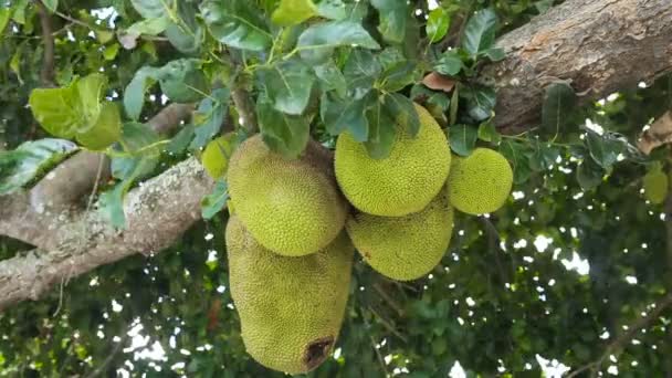 Jackfruit on the tree — Stock Video