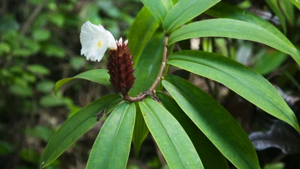 Flor exótica en la selva — Vídeos de Stock