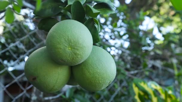 Pomelo fruta en el árbol — Vídeo de stock