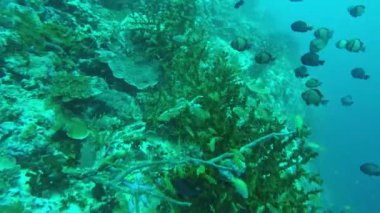 Mercan resifi ve tropikal balıklar.
