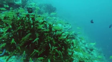 Mercan resifi ve tropikal balıklar.