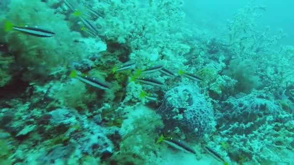 Recifes de coral e peixes tropicais. — Vídeo de Stock