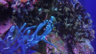 Mercan resifi ve tropikal balıklar.