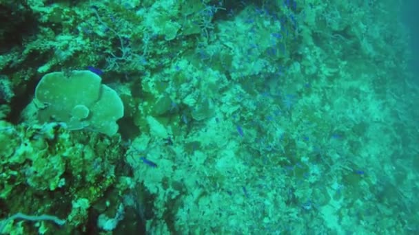 Arrecife de coral y peces tropicales. — Vídeo de stock