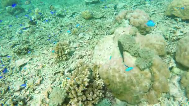 Recifes de coral e peixes tropicais. — Vídeo de Stock