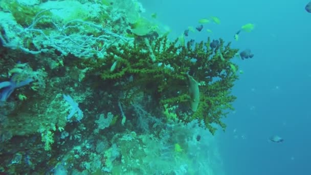 Korallenriff und tropische Fische. — Stockvideo