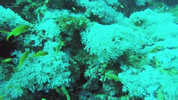 サンゴ礁と熱帯魚. — ストック動画