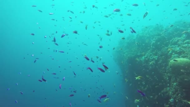 Arrecife de coral y peces tropicales. — Vídeos de Stock