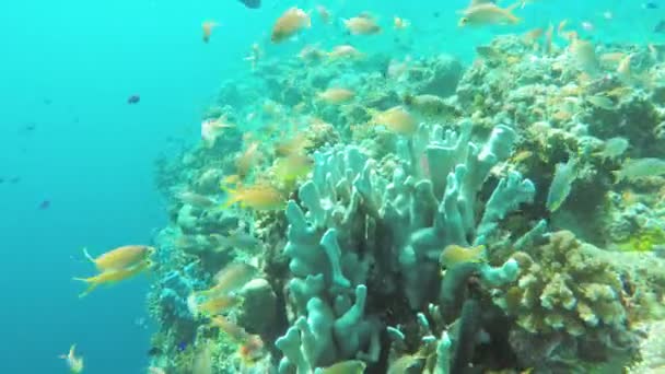 Arrecife de coral y peces tropicales. — Vídeo de stock