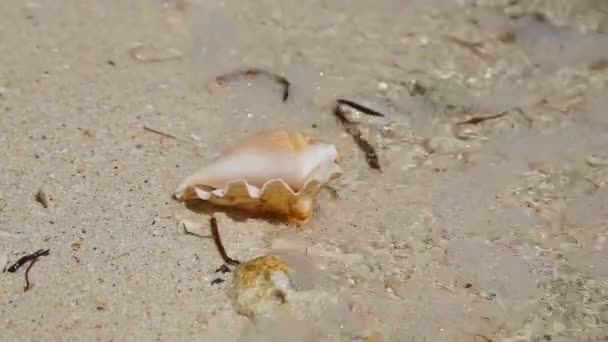 Seashells na praia de areia — Vídeo de Stock