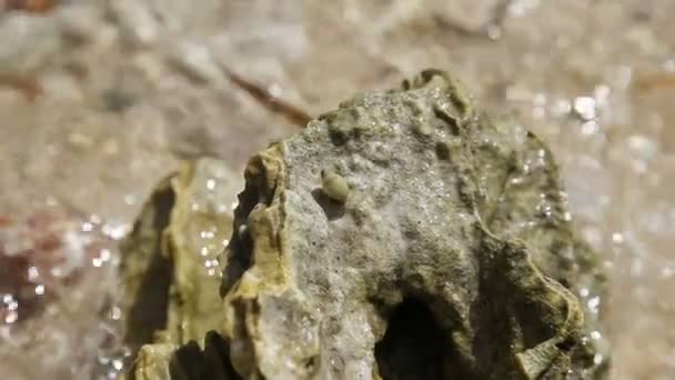 Маленький краб-отшельник в камне . — стоковое видео