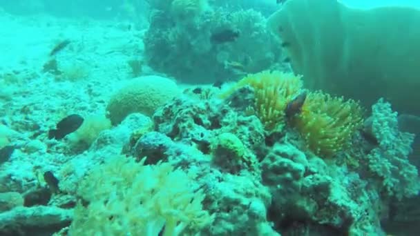 Arrecife de coral y peces tropicales. — Vídeo de stock