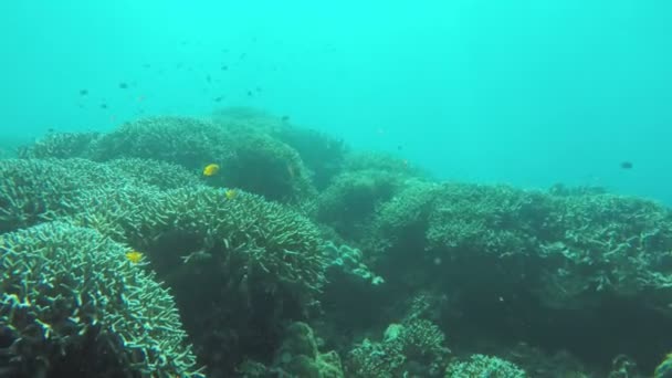 Arrecife de coral y peces tropicales. — Vídeo de stock