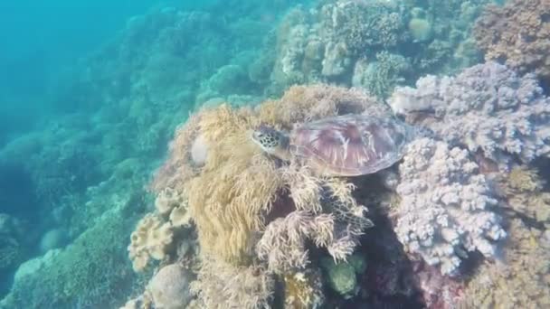 Mořská želva v tropickém moři — Stock video