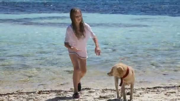 Flicka som leker med en hund på stranden — Stockvideo